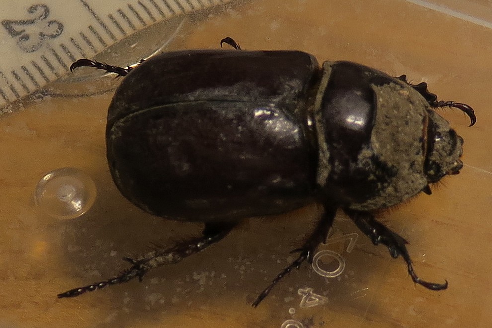 scarabeo da identificare